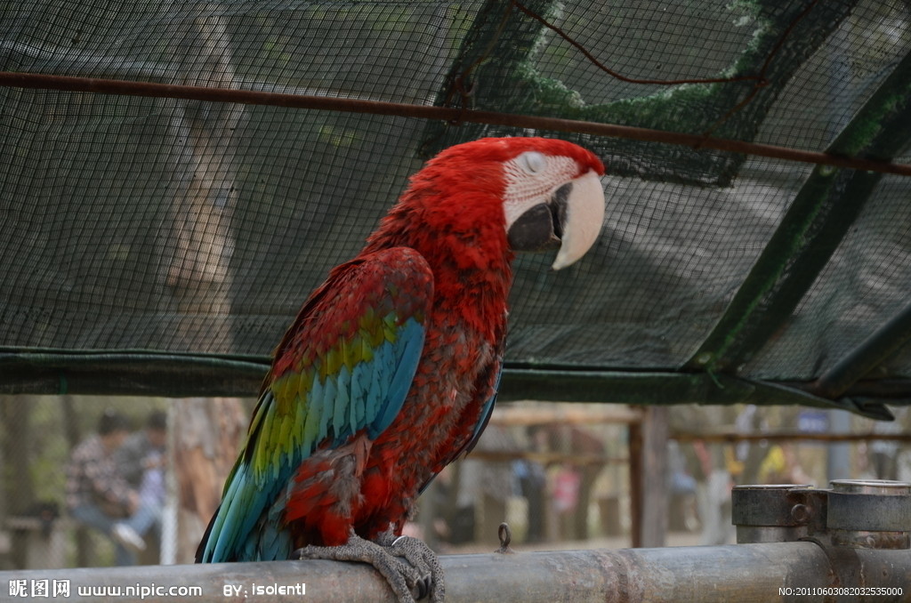 红头亚马逊鹦鹉