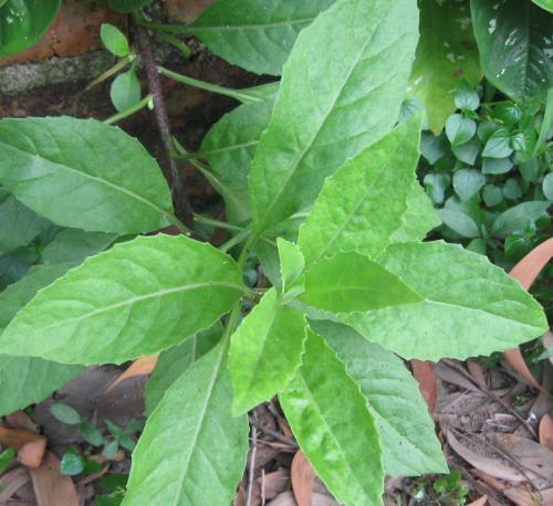 金鸡毛草,又名神奇救