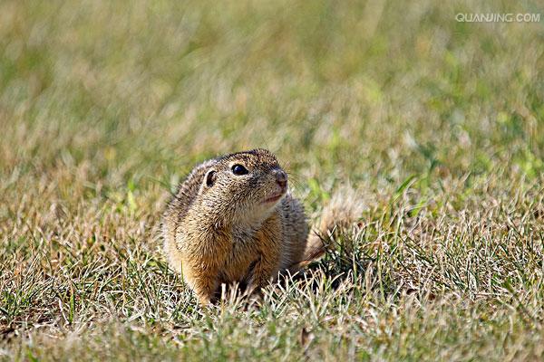 dauricus /i>)别名黄鼠,蒙古黄鼠,草原黄鼠,豆鼠子,大眼贼,属于啮齿目