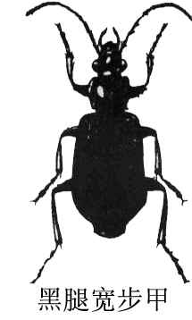 plat ynus magnus (bates)