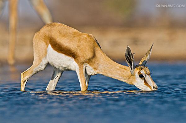  p>跳羚(学名: i>antidorcas marsupialis) /i>:是哺乳纲,牛科,羚羊