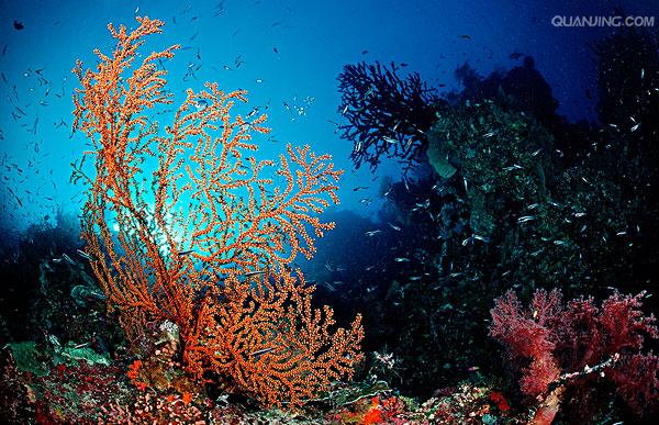 珊瑚礁