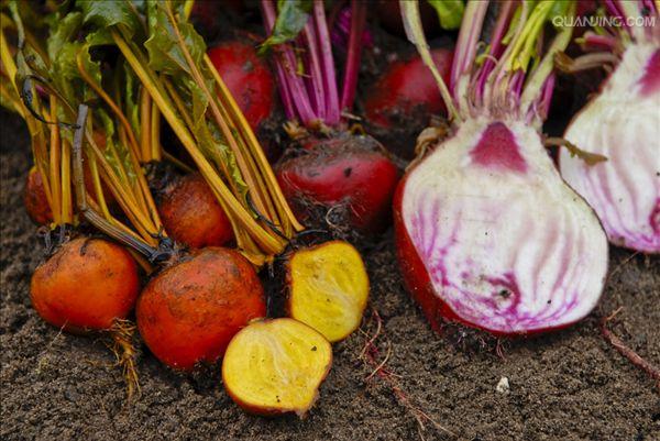  p>甜菜(学名: i>beta vulgaris /i> l.
