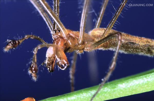  p data-id="gnx3f1oo17">草蜘蛛又叫花蜘蛛,草蛛,迷路漏斗草蛛,为