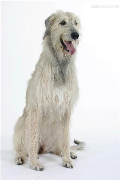  p>爱尔兰猎狼犬的英文名称为:irishwolfhound.