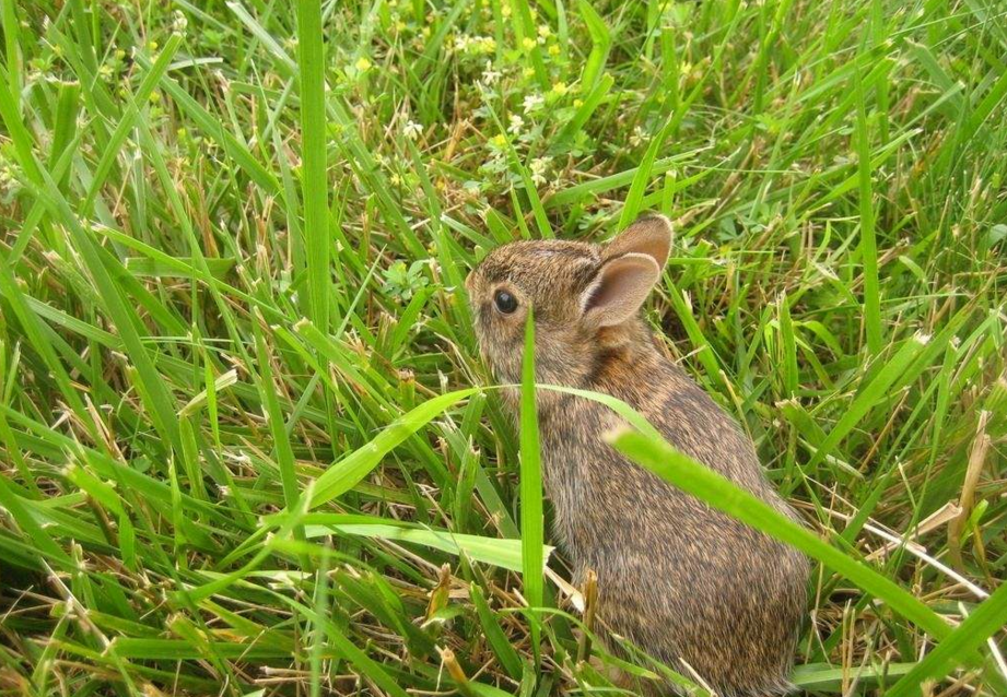  p>非洲草原野兔是哺乳纲兔科动物.
