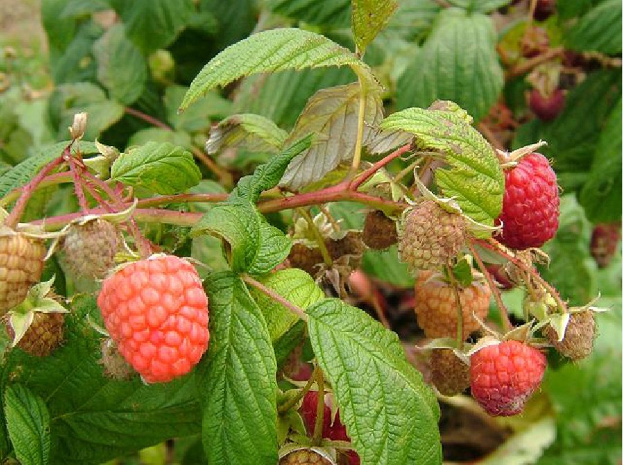  p>覆盆子叶茶是一种茶饮,主要原材料是覆盆子的叶子和果实,有收敛