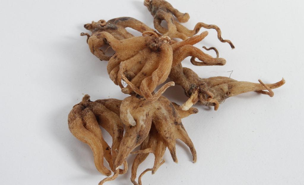 佛手参(佛手参功效作用与主治)