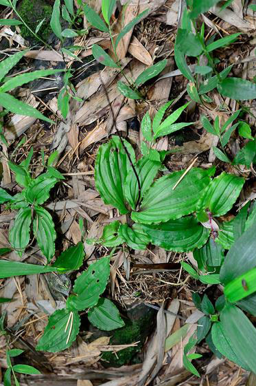 malaxis matsudai (yamamoto) hatusima