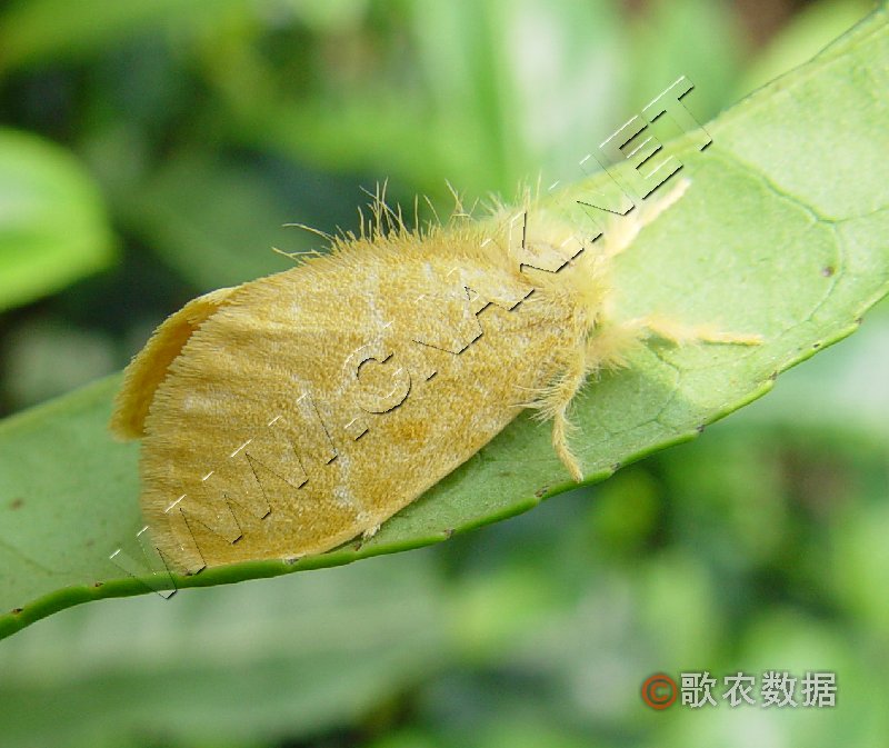 proctis flava /i> (bremer,1861),为鳞翅目毒蛾科黄毒蛾属的一种昆虫