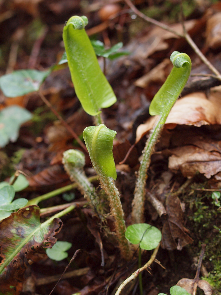  p> a href="#">对开蕨属 /a>,广布于欧洲,大西洋岛屿,西亚,中亚及