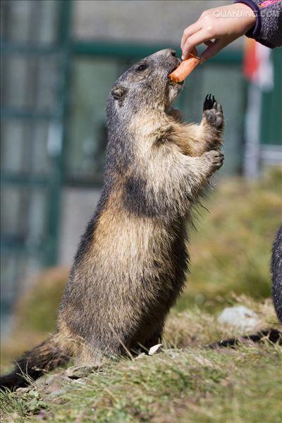  p>喜马拉雅旱獭(学名: i>marmota himalayana /i>)别名哈拉, a href=