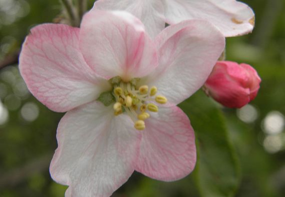  p>花叶海棠(学名: i>malus transitoria /i> (batalin) c. k.