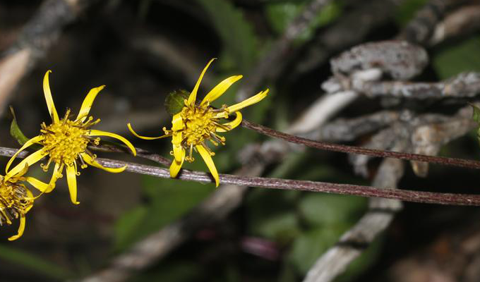 总状花序/795476" data-lemmaid="795476">总状花序 /a>;苞片狭披针形