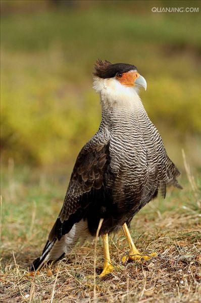  p>卡拉卡拉鹰 (caracara)亦称屍鹰(carrion hawk).
