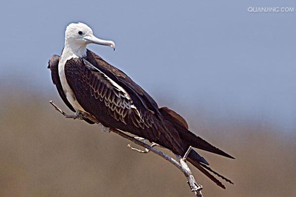 frigate bird