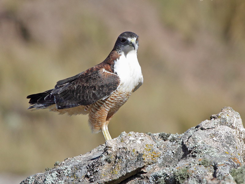 data-lemmaid="9479928">翼展 /a>110-120厘米,体重950克