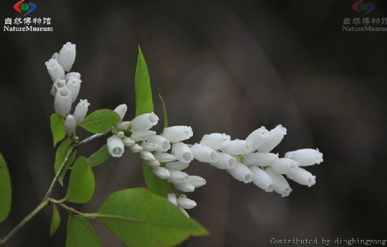  p>毛果珍珠花(学名:lyonia ovalifolia (wall.) drude var.