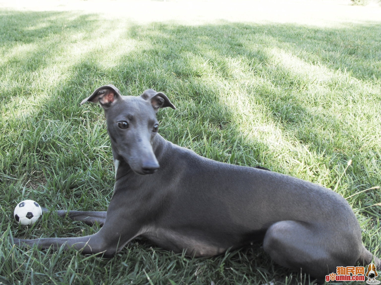 american pit bull terrier