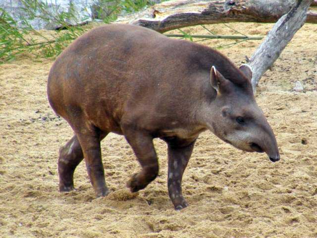 south american tapir