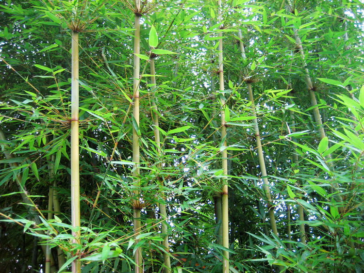 phyllostachys cv.tubaeformis
