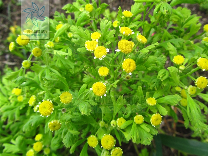  p>短舌匹菊(学名:pyrethrum parthenium (l.) sm.