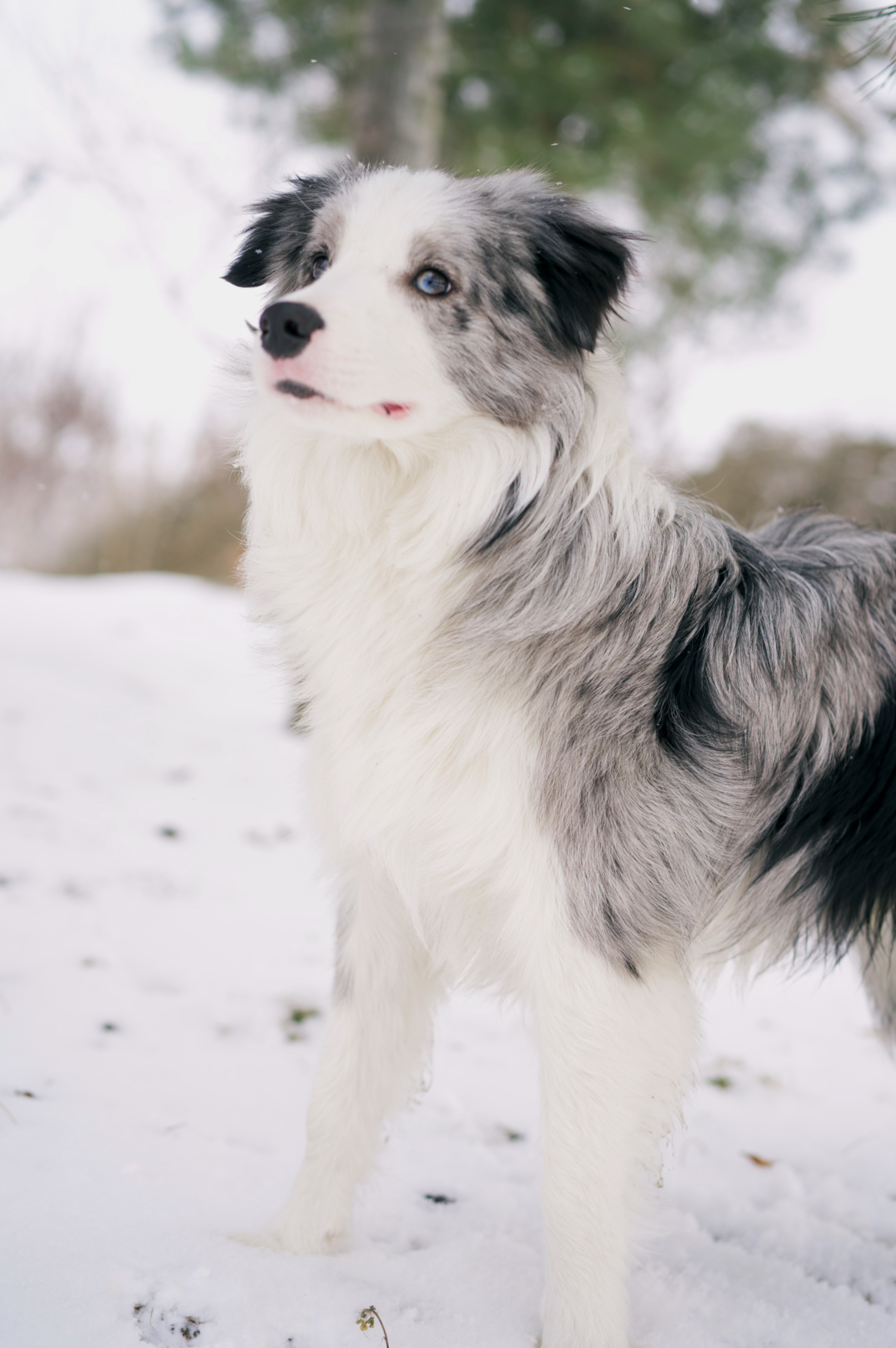  p>边境牧羊犬(英文名:border collie)是一种牧羊犬,为 a target="