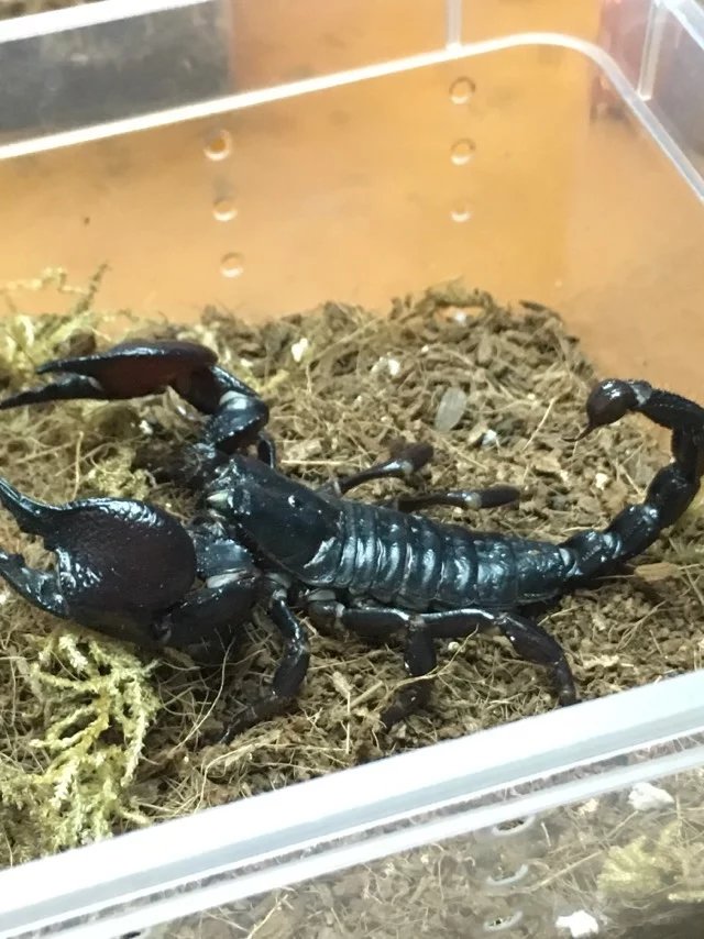 坦桑尼亚红爪帝王蝎