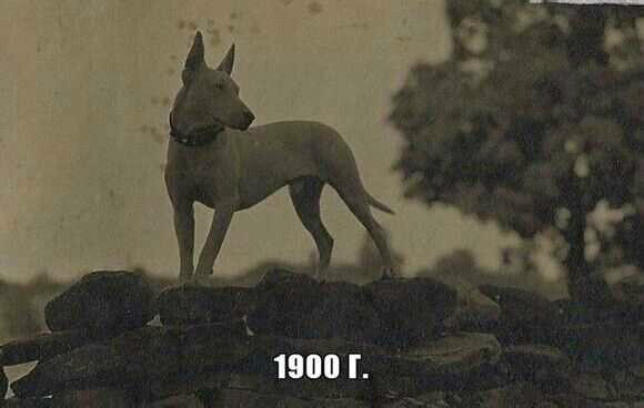 多处于印度次大陆的西北方,最具代表性的古梗犬处于极深的巴基斯坦