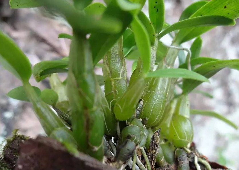 中华仙草霍山石斛