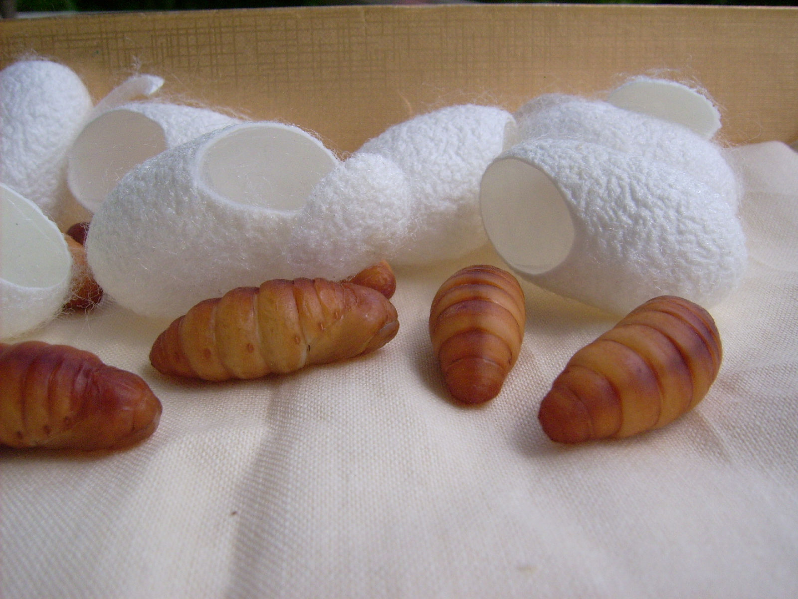  p data-id="go0lmt32uh">蚕蛹蛋白纤维经过几年时间的推广,受到了多