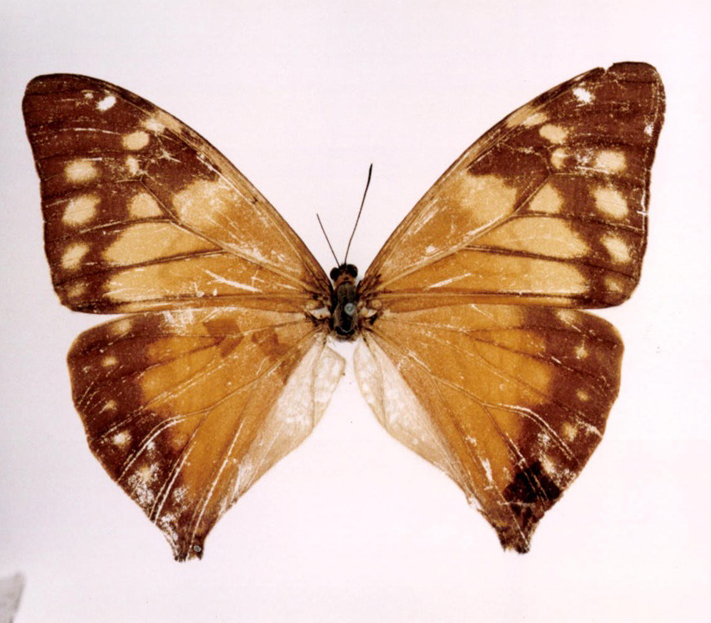 p>小蓝闪蝶(学名:morpho aega)前足相当退化,短小无爪.