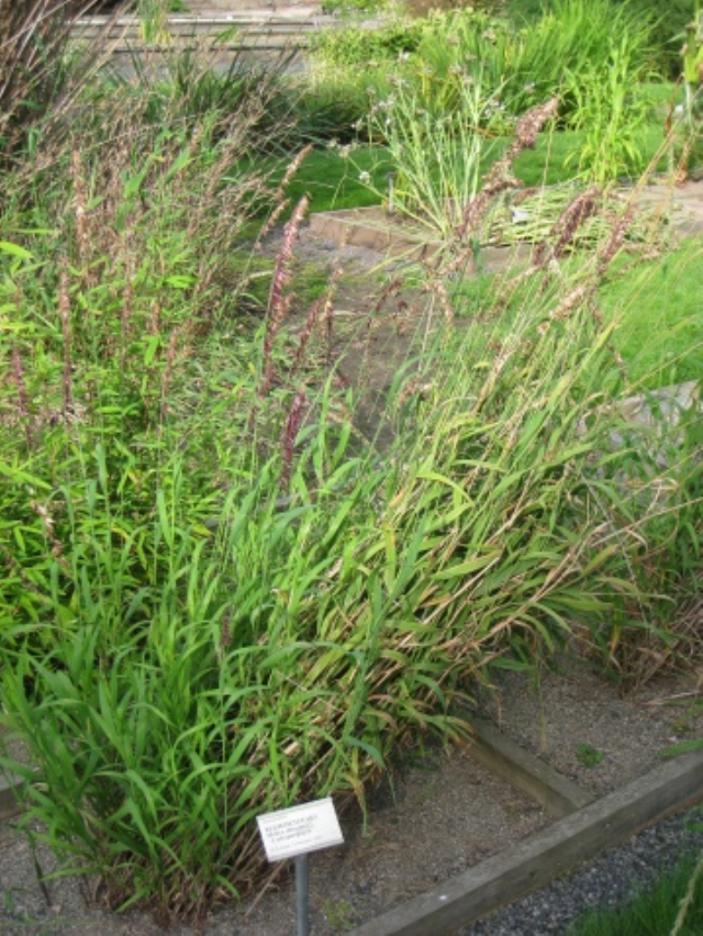  p>臭草属(拉丁学名:melica l.)隶属于禾本科.