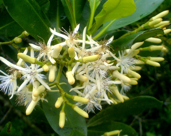  p data-id="tzpnttzq1x7r">秋茄树是红树科秋茄树属的灌木或小乔木.