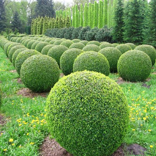 灌木植物_百度百科