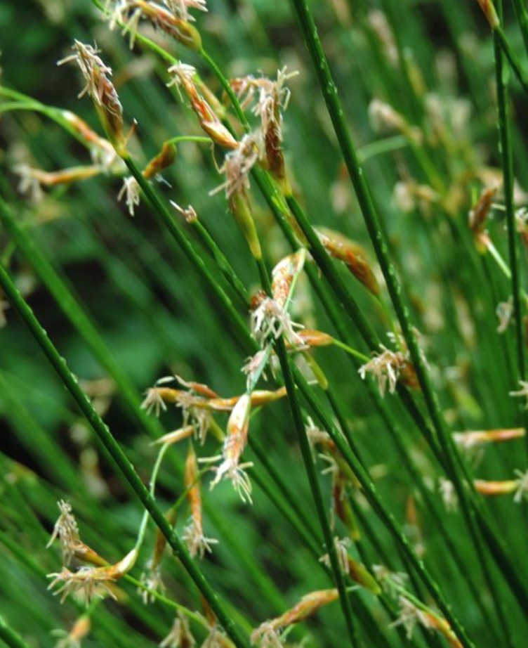 heleocharis tetraquetra nees