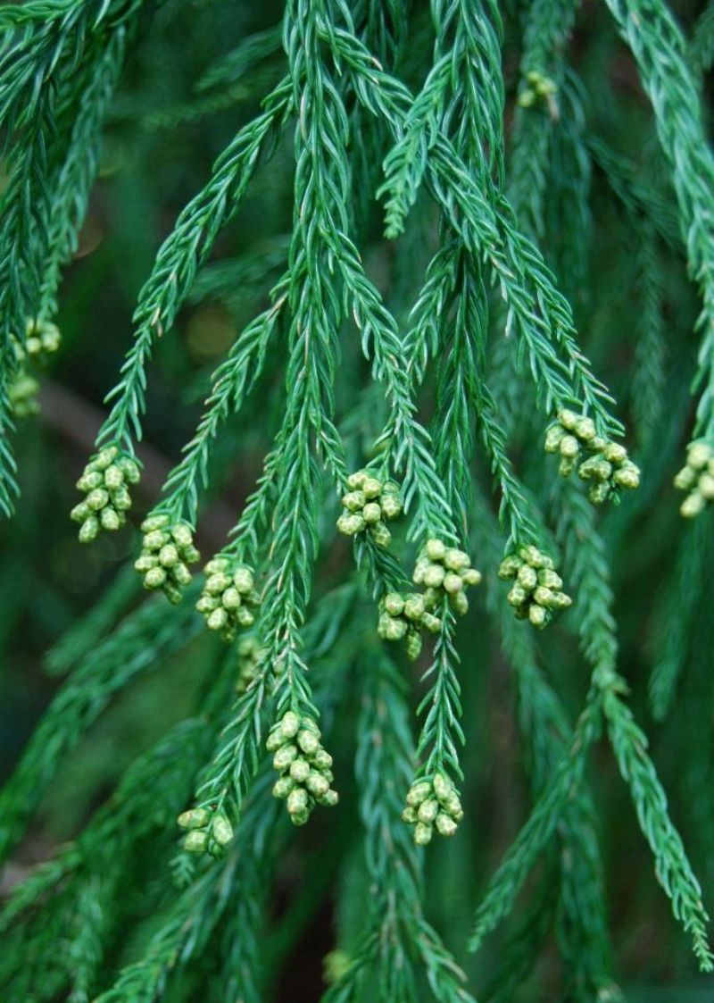  i>sinensis  /i>miquel),是柏科柳杉属常绿乔木.