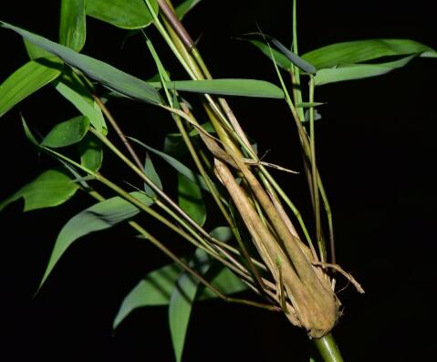  p>新小竹(学名: i>neomicrocalamus prainii  /i>(gamble) keng f.