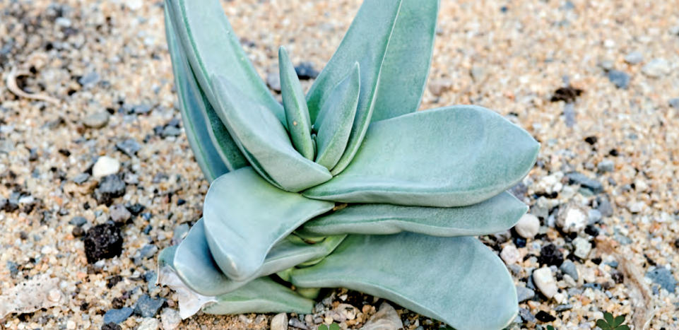  p data-id="tb7ins4pmohb">神刀是景天科青锁龙属多年生肉质草本植物