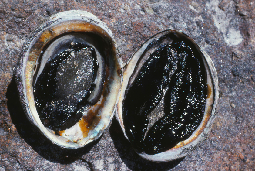  p>鲍立克次体病是由加州立克次体引起,发生在鲍鱼的一种病害.