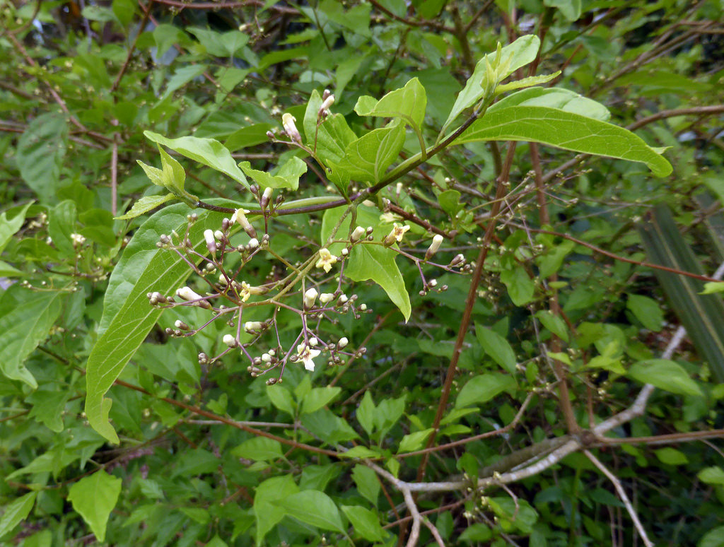  p>豆腐柴属( a target="_blank" href="/item/学名/8074290" data