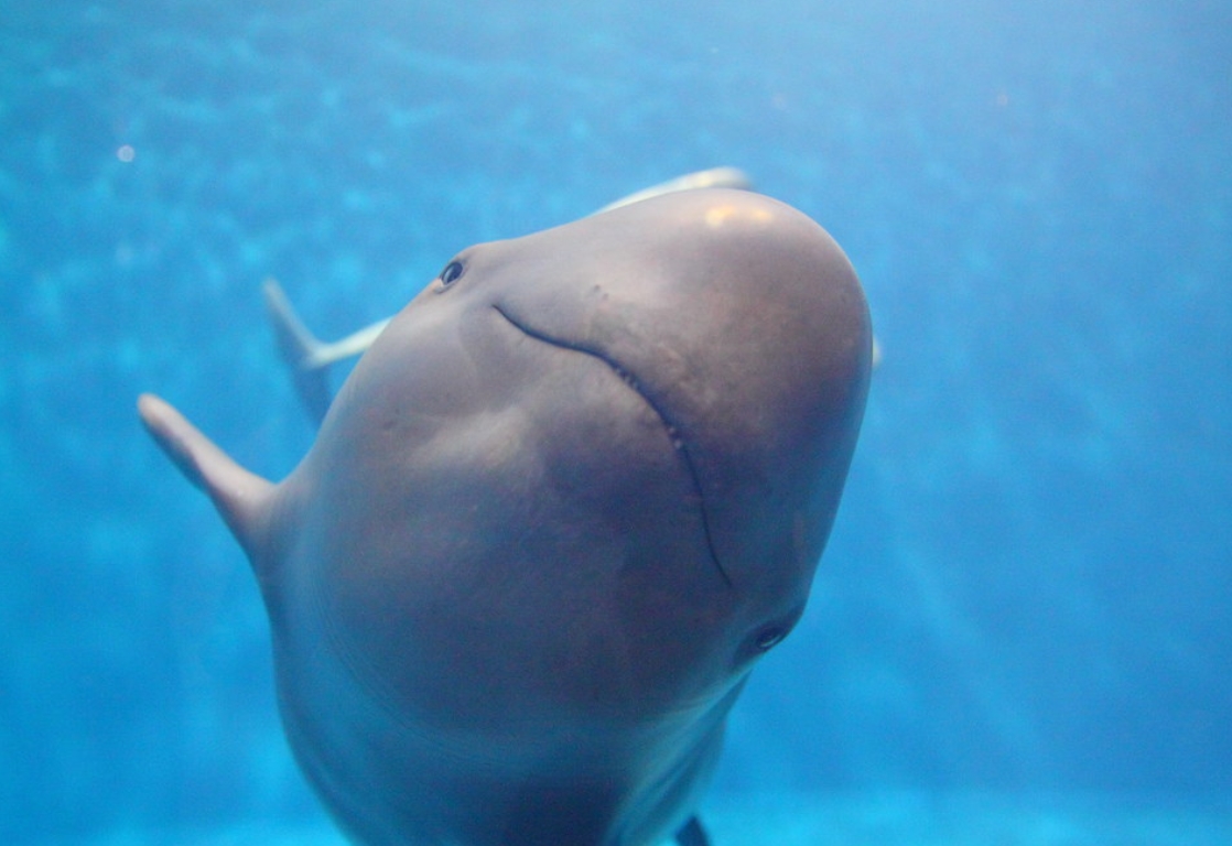 indo-pacific finless porpoise