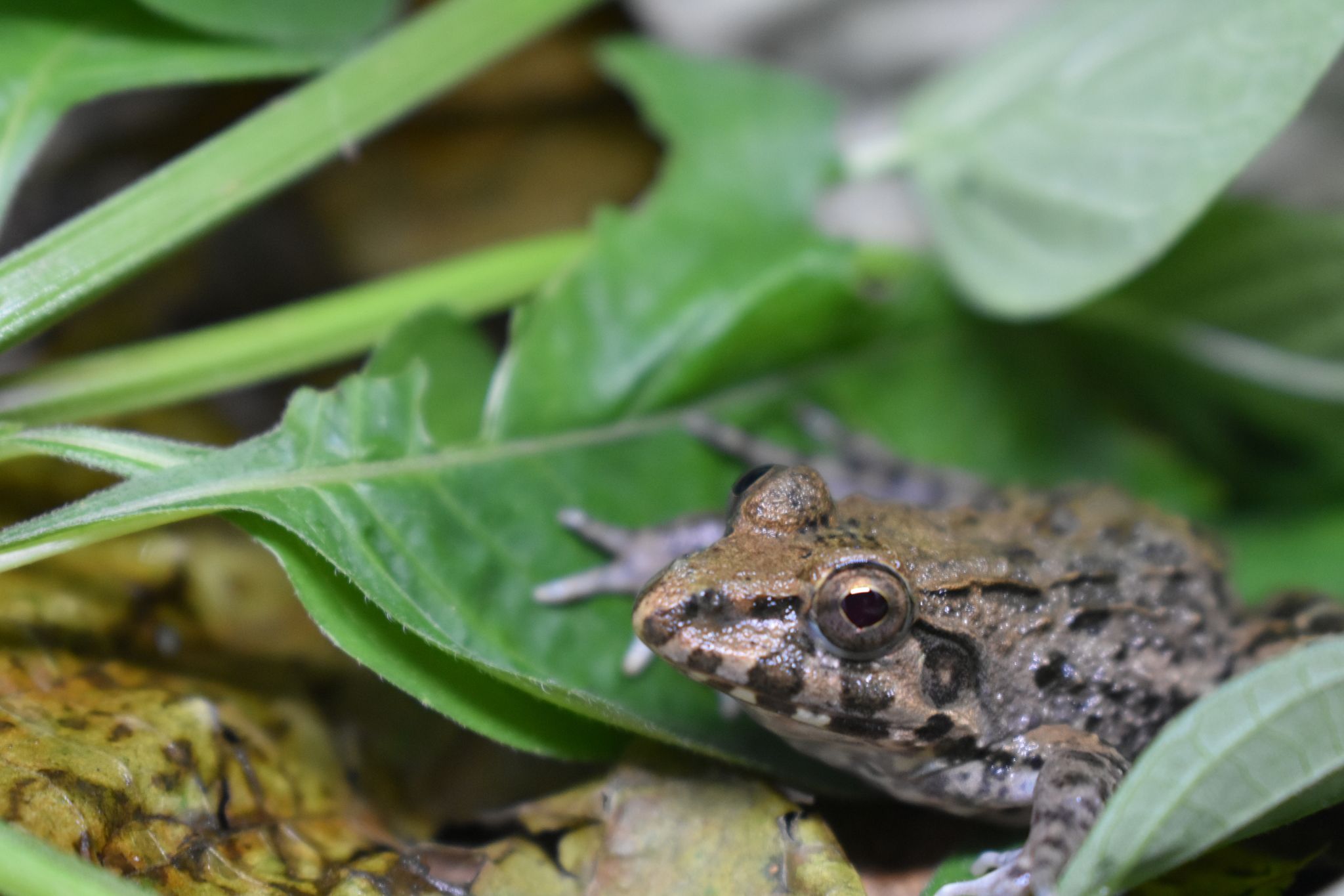  p>海陆蛙(学名: i>fejervarya cancrivora /i>)是叉舌蛙科,陆蛙属的 