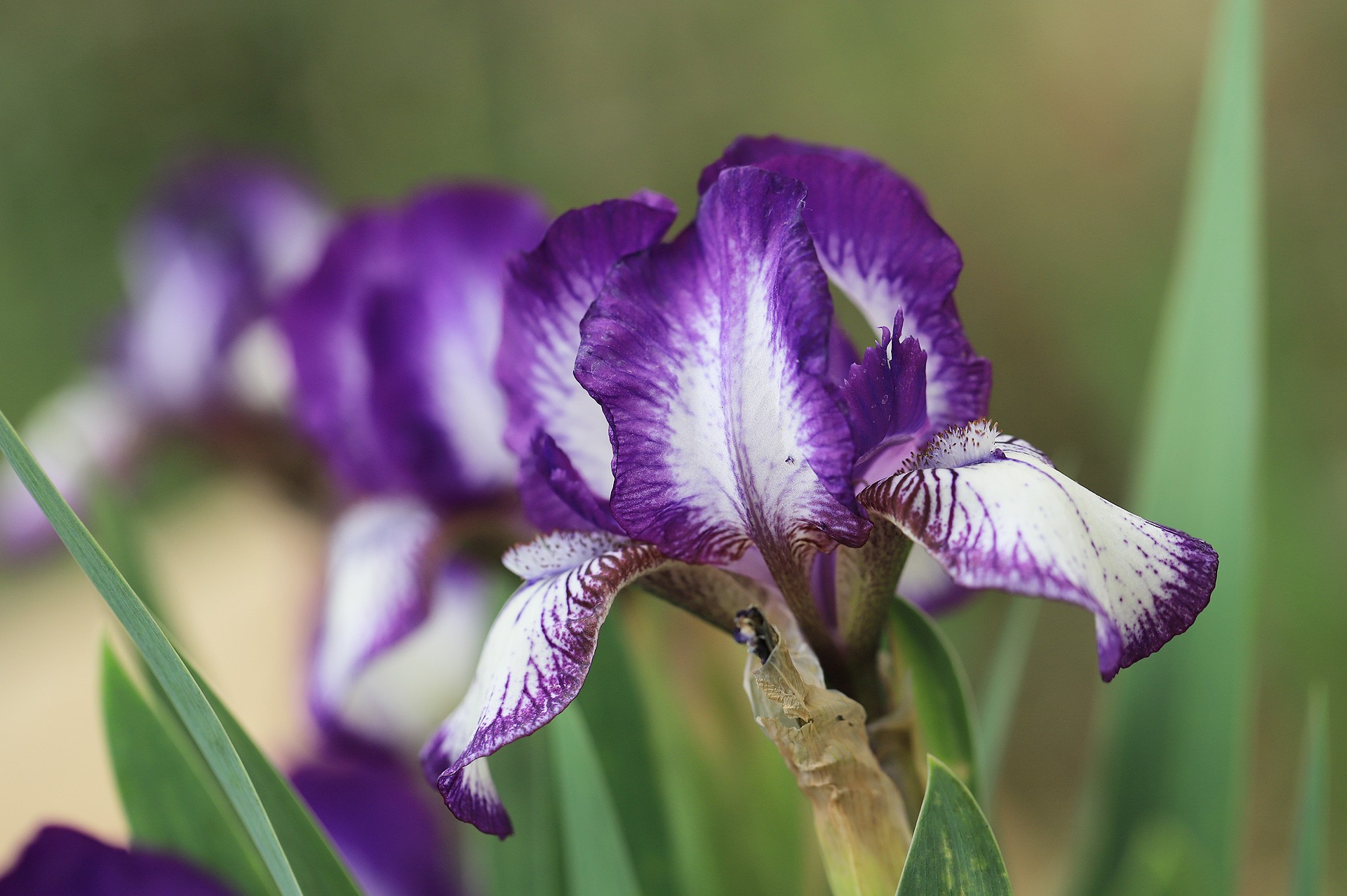 是鸢尾科鸢尾属植物,多年生草本.