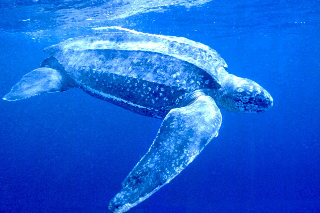 dermochelys coriacea