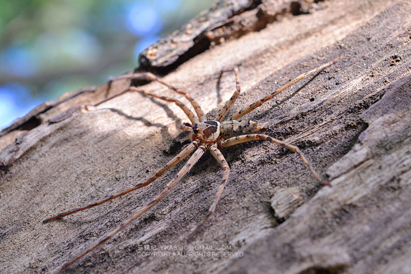 樟木巨蟹蛛
