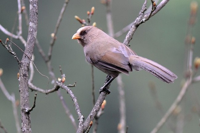  p>红嘴鸦雀(学名: i>conostoma aemodium /i>)是莺科,红嘴鸦雀属中型