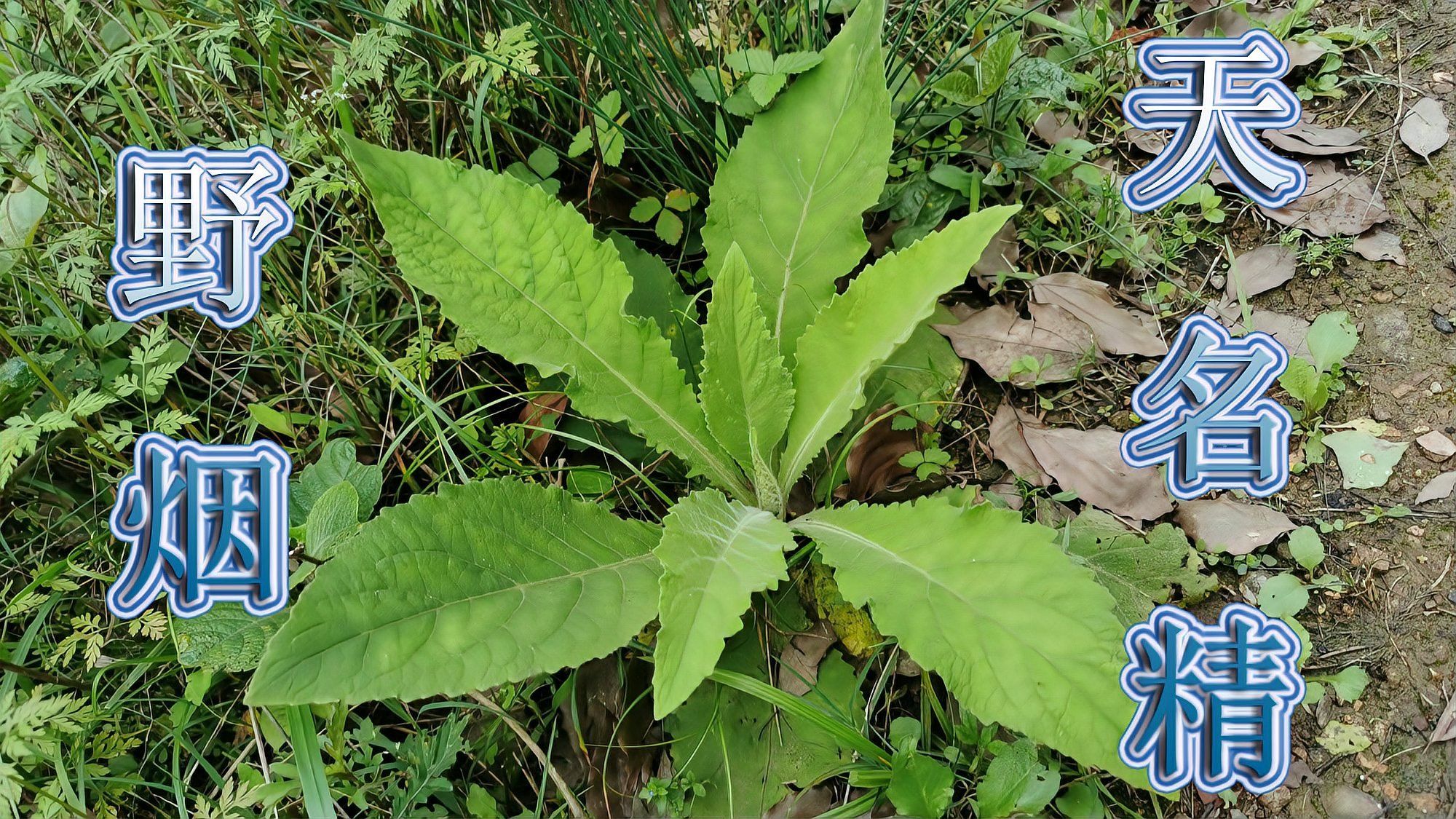 “野烟”植物谁人不识！药材名叫“天名精”，遇见对它了解多少？_科星球_百度百科