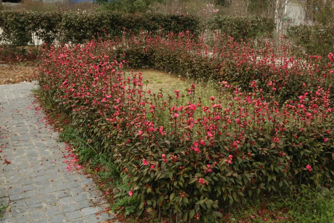 园林优良花灌木之茶花新秀——束花茶花_百科TA说