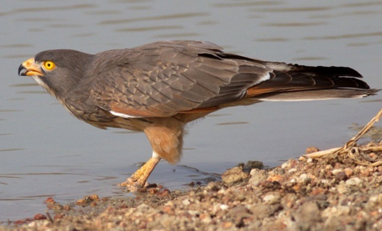  p>蝗鵟鹰(学名: i>butastur rufipennis /i>):是鹰形目,鹰科,鵟鹰属